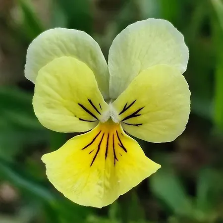 Your In - La Calamine- Cosy In The Ardennes -three-country Point - Neu-moresnet