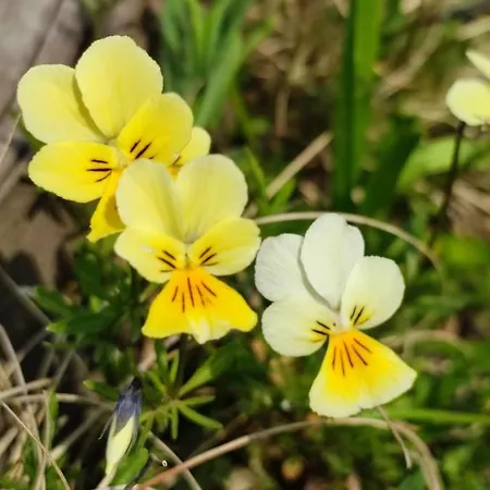 Your In - La Calamine- Cosy In The Ardennes -three-country Point - Neu-moresnet アパート ケルミス