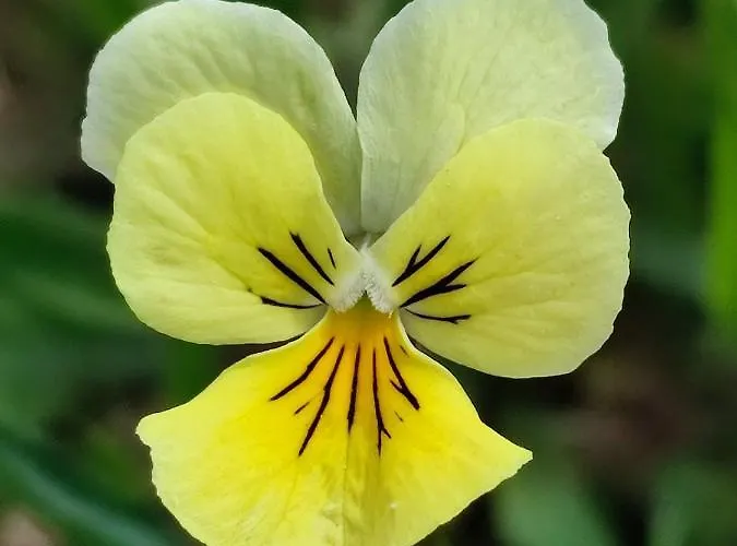 Your In - La Calamine- Cosy In The Ardennes -three-country Point - Neu-moresnet