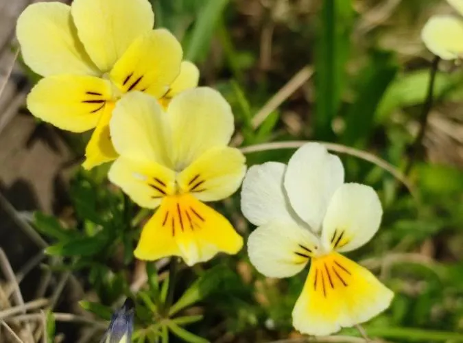 Your In - La Calamine- Cosy In The Ardennes -three-country Point - Neu-moresnet Appartement Kelmis